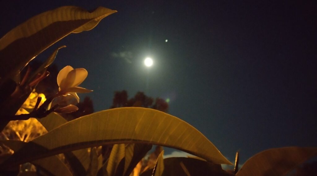 Gardening Taught Me How to Be a Better Programmer